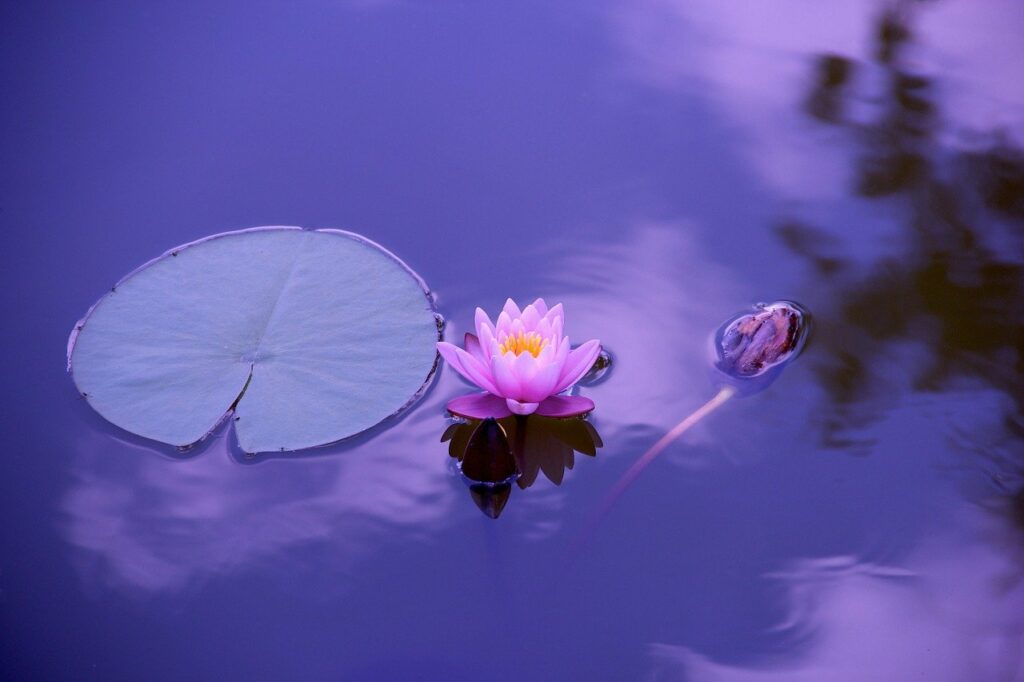 Lotus Blume Ruhe See Kreative Ideen während Meditation Wie damit umgehen
