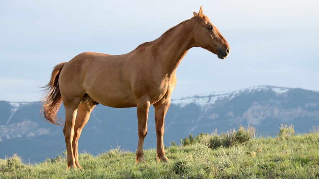 Pferd steht gemütlich auf Weide Haben Tiere auch Schutzengel